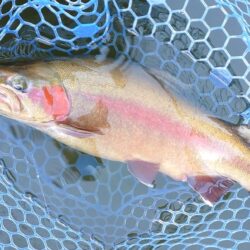 シビアなアタリを掛ける ～岡崎トラウトポンド～